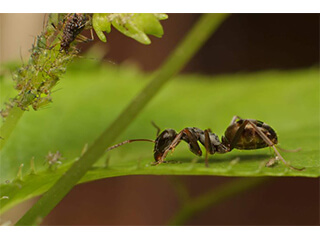 Les cancers de demain seront-ils détectés par des fourmis ?
